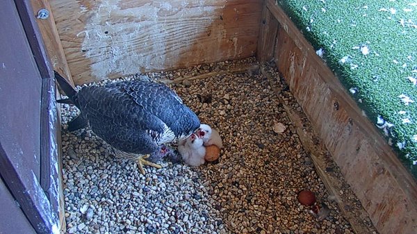 Peregrine Falcon Project Sustainability Milwaukee