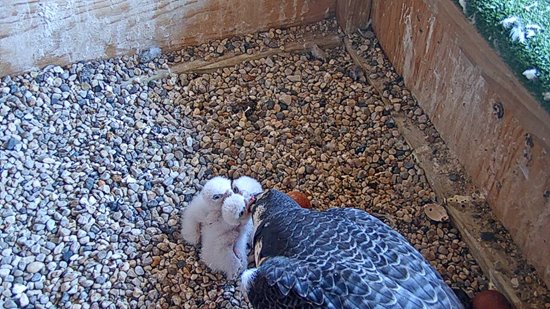 2019-5-20-3-chicks.jpg 2019-5-20-3-chicks.jpg