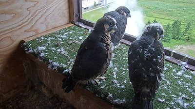 20190619thenwatchingdownflight.jpg 20190619thenwatchingdownflight.jpg