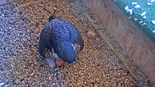 2019_05_15_Eggs-Hatching-Peaking-Chick.jpg 2019_05_15_Eggs-Hatching-Peaking-Chick.jpg