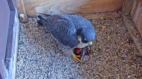 2020-03-25-First-Egg-2.jpg 2020-03-25-First-Egg-2.jpg