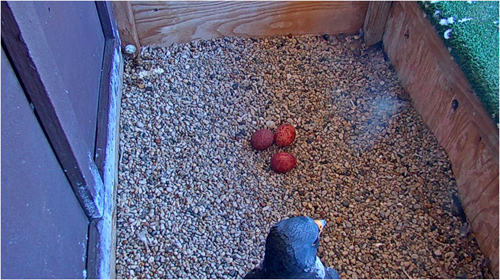 2021-04-01-3rd-egg.png 2021-04-01-3rd-egg.png