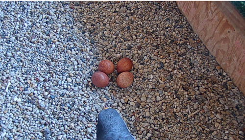 2021-05-03-nest-4-eggs.png 2021-05-03-nest-4-eggs.png
