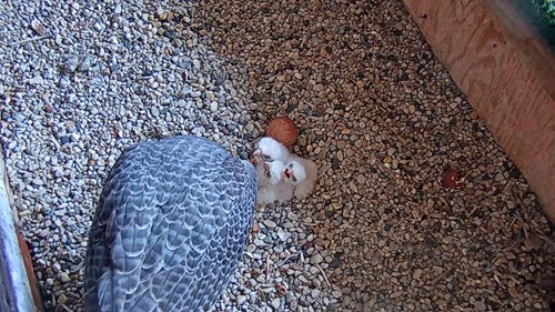 2021-05-06-3-hatched.png 2021-05-06-3-hatched.png