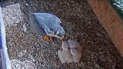 2021-05-13-Donald-feeding-Septon.jpg 2021-05-13-Donald-feeding-Septon.jpg