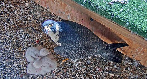 2021-05-13-Female-Feeding-Septon.jpg 2021-05-13-Female-Feeding-Septon.jpg