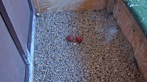 2021-3-30-two-eggs.png 2021-3-30-two-eggs.png