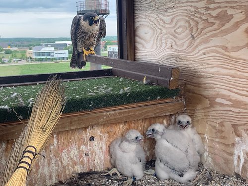 2021-Banding-nest-shot-May-24.jpg 2021-Banding-nest-shot-May-24.jpg