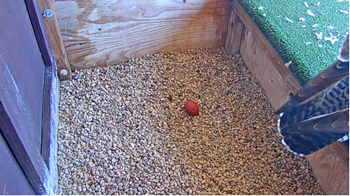 2022-03-27-First-egg.png 2022-03-27-First-egg.png
