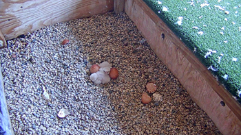 2022-05-06-hatchlings-2-Septon.png
