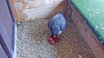 2022-falcon-nest.jpg 2022-falcon-nest.jpg