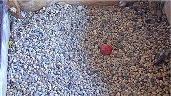 2023-03-29-First-egg.jpg 2023-03-29-First-egg.jpg