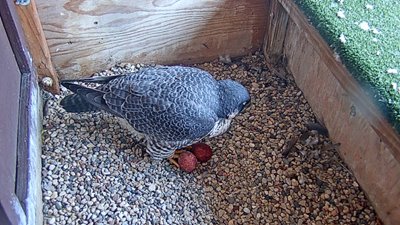 2023-03-31-2-eggs.jpg 2023-03-31-2-eggs.jpg
