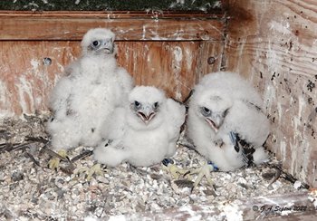 Banding-Day-Chicks-Kennedy-Taylor-Jack.jpg Banding-Day-Chicks-Kennedy-Taylor-Jack.jpg