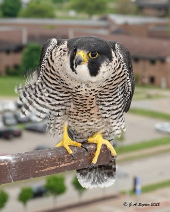 Banding-Day-Female-2022.jpg Banding-Day-Female-2022.jpg