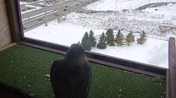 Feb-17-2020-Donald-first-sighting.jpg Feb-17-2020-Donald-first-sighting.jpg